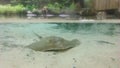 Stingray in the aquarium of a zoo Royalty Free Stock Photo