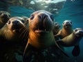 A group of sea seals