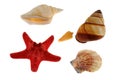 Group of sea shells with starfish Royalty Free Stock Photo