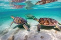 group of sea turtles swimming close together in shallow waters