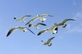 Group of seagull Royalty Free Stock Photo