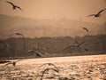 Group of seagull bird flying by the sea Royalty Free Stock Photo