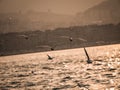 Group of seagull bird flying by the sea Royalty Free Stock Photo