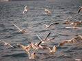 Group of seagull bird flying by the sea Royalty Free Stock Photo