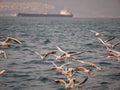 Group of seagull bird flying by the sea Royalty Free Stock Photo