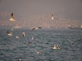 Group of seagull bird flying by the sea Royalty Free Stock Photo