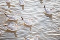 Group of Seagull bird swimming on sea at Bang poo, Samutprakan, Thailand. Royalty Free Stock Photo