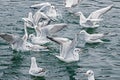 A group of seagull fight for food in water Royalty Free Stock Photo