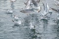 A group of seagull fight for food in water Royalty Free Stock Photo