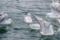 A group of seagull fight for food in water Royalty Free Stock Photo