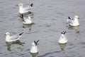 Group seagull floating on water