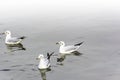 Group seagull floating on water