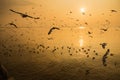 Group of Seagull are Flying over the Sea in twilight sky sunset Royalty Free Stock Photo