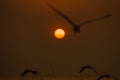 Group of Seagull are Flying over the Sea in twilight sky sunset Royalty Free Stock Photo