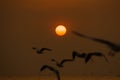 Group of Seagull are Flying over the Sea in twilight sky sunset Royalty Free Stock Photo