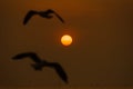 Group of Seagull are Flying over the Sea in twilight sky sunset Royalty Free Stock Photo