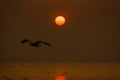 Group of Seagull are Flying over the Sea in twilight sky sunset Royalty Free Stock Photo