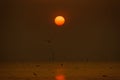 Group of Seagull are Flying over the Sea in twilight sky sunset Royalty Free Stock Photo