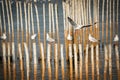 Seagull standing on bamboo Royalty Free Stock Photo