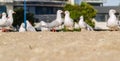 Group seagull standing in line on beach