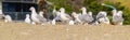 Group seagull standing in line on beach