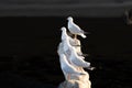 Group seagull standing on log at sunset with sun illuminating them against black background Royalty Free Stock Photo