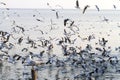 Group seagull swoop sunshine Royalty Free Stock Photo