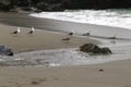 A group of seagulls on the beach. Royalty Free Stock Photo