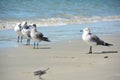 Group of seagulls standing on the beach