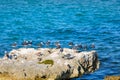 A group of seagulls on a big rock in a Caribbean sea lagoon. Royalty Free Stock Photo