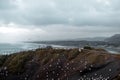 Group of seagulls on the coast during a cloudy day