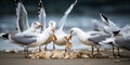A group of seagulls fighting over a piece of bread on a beach, concept of Feeding Hierarchy, created with Generative AI Royalty Free Stock Photo