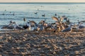 Group of seagulls fighting on sandy sea shore over fish scraps after fishermen clean their catch.