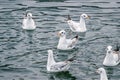 A group of seagull floating on water Royalty Free Stock Photo