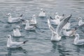 A group of seagull floating on water Royalty Free Stock Photo