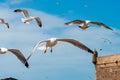 Seagulls in Essaouira Royalty Free Stock Photo