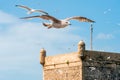 Seagulls in Essaouira Royalty Free Stock Photo