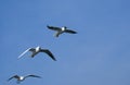 Group of seagulls flying against the blue sky. Royalty Free Stock Photo