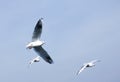 Group of seagulls flying against the blue sky. Royalty Free Stock Photo