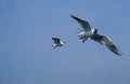 Group of seagulls flying against the blue sky. Royalty Free Stock Photo