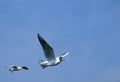 Group of seagulls flying against the blue sky. Royalty Free Stock Photo