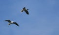 Group of seagulls flying against the blue sky. Royalty Free Stock Photo