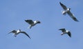 Group of seagulls flying against the blue sky. Royalty Free Stock Photo