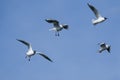 Group of seagulls flying against the blue sky. Royalty Free Stock Photo