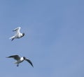 Group of seagulls flying against the blue sky. Royalty Free Stock Photo