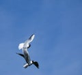 Group of seagulls flying against the blue sky. Royalty Free Stock Photo