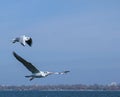 Group of seagulls flying against the blue sky. Royalty Free Stock Photo