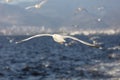 Group of seagulls flying on blue sky Royalty Free Stock Photo