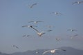 Group of seagulls flying on blue sky Royalty Free Stock Photo