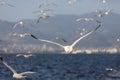 Group of seagulls flying on blue sky Royalty Free Stock Photo